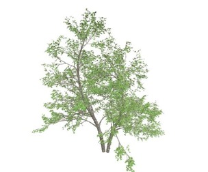 River Birch Tree #09