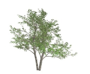 River Birch Tree #10