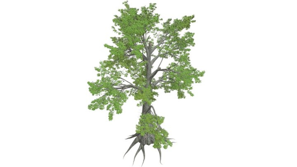 Sassafras Tree #01