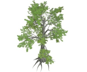 Sassafras Tree #01