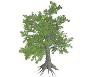 Sassafras Tree #02