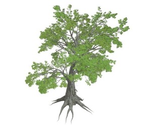 Sassafras Tree #03