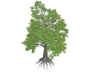 Sassafras Tree #04