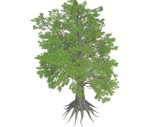 Sassafras Tree #05