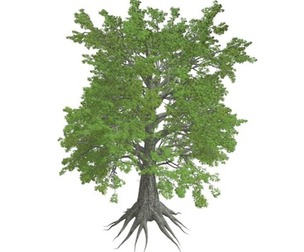 Sassafras Tree #06