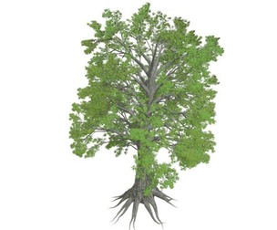 Sassafras Tree #07