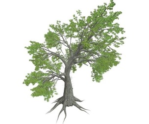 Sassafras Tree #08