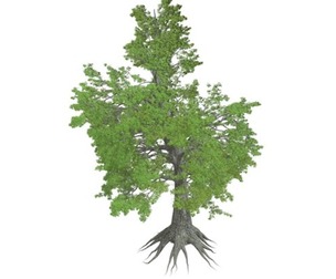 Sassafras Tree #09