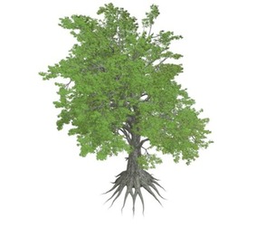 Sassafras Tree #10