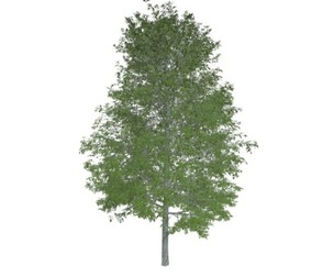 Shingle Oak Tree #01