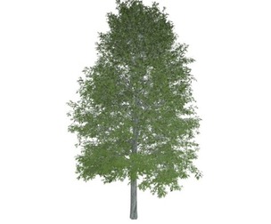 Shingle Oak Tree #02