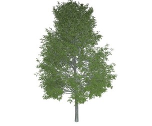 Shingle Oak Tree #03
