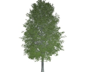 Shingle Oak Tree #04