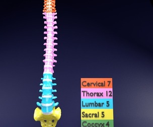 Vertebrae vertebral column color