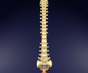 vertebral column labelled text detail