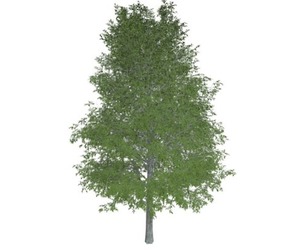 Shingle Oak Tree #05