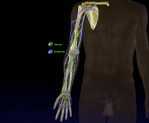 venous drainage of upper limb