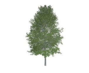 Shingle Oak Tree #06