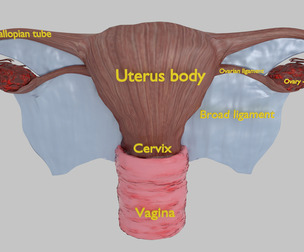 UTERUS CERVIX VAGINA OVARY