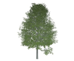 Shingle Oak Tree #07
