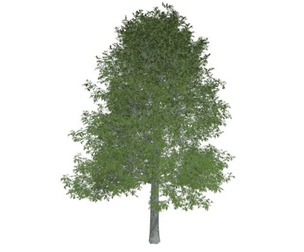 Shingle Oak Tree #08