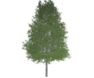 Shingle Oak Tree #09