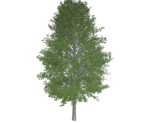 Shingle Oak Tree #10