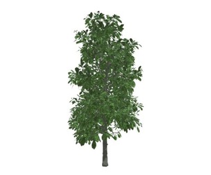 Sourwood Tree #01