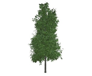 Sourwood Tree #02