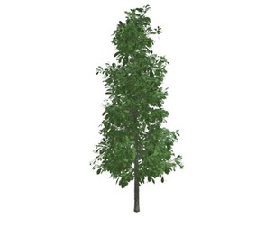Sourwood Tree #03