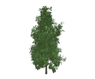 Sourwood Tree #04