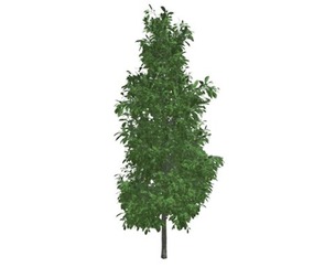 Sourwood Tree #05