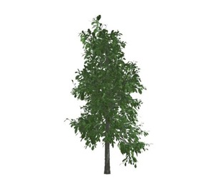 Sourwood Tree #06