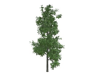 Sourwood Tree #07