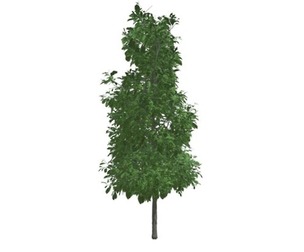 Sourwood Tree #08