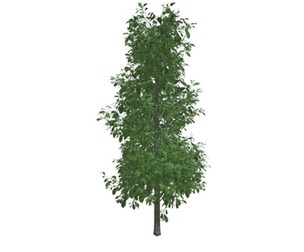 Sourwood Tree #09