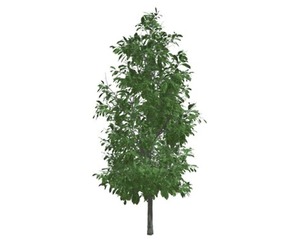 Sourwood Tree #10