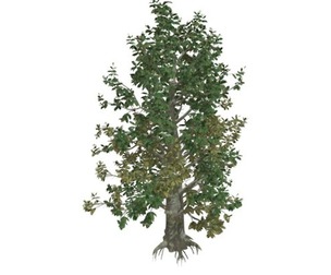 Southern Magnolia Tree #01