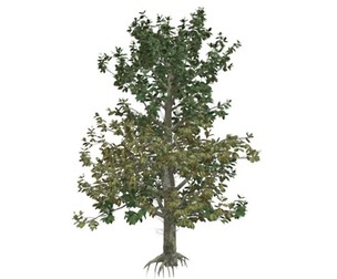 Southern Magnolia Tree #02