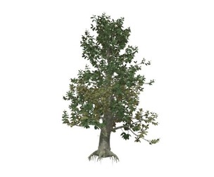 Southern Magnolia Tree #04