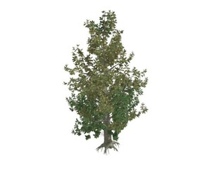 Southern Magnolia Tree #06
