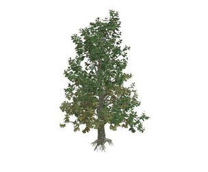 Southern Magnolia Tree #07