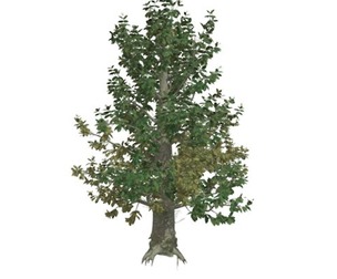 Southern Magnolia Tree #08