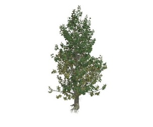 Southern Magnolia Tree #09
