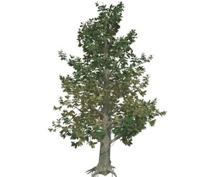 Southern Magnolia Tree #10