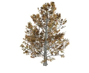 Sugar Maple Tree in the Fall #01
