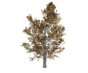 Sugar Maple Tree in the Fall #02