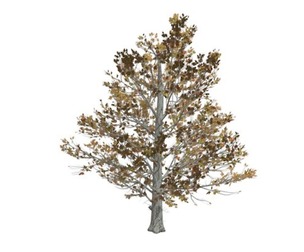 Sugar Maple Tree in the Fall #03