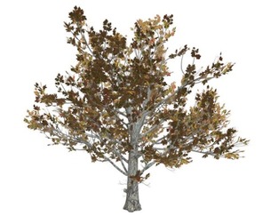 Sugar Maple Tree in the Fall #04