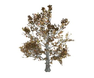 Sugar Maple Tree in the Fall #05